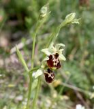 Ophrys fuciflora подвид untchjii. Верхушки цветущих растений. Словения, между дер. Sočerga и Dvori, остепнённый луг на вершине горы. 09.05.2014.