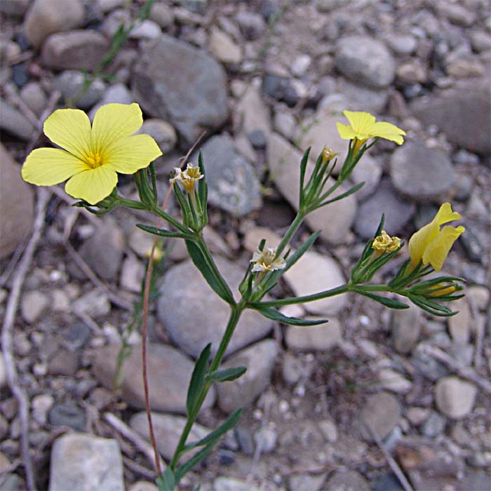 Изображение особи Linum nodiflorum.