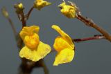 Utricularia × neglecta. Цветки. Киев, Святошинские озера. 11 июня 2014 г.