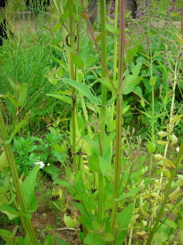 Image of Nepeta nuda specimen.