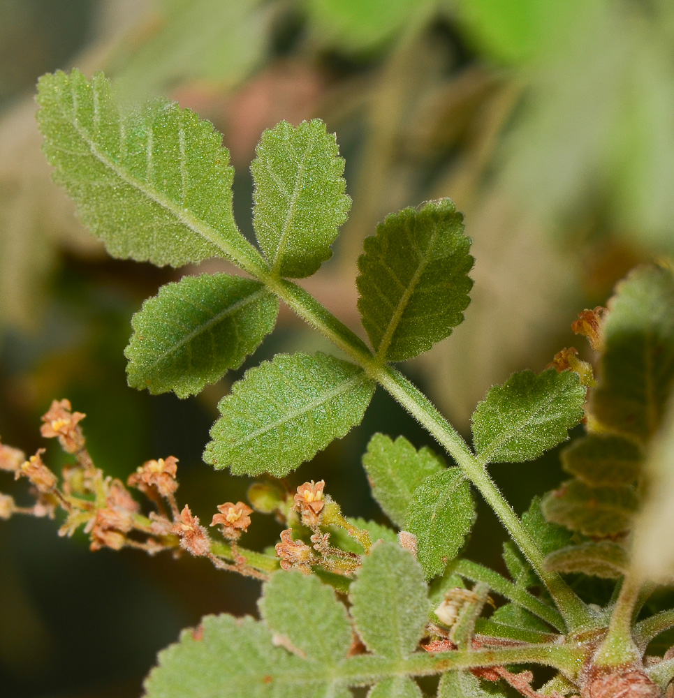 Изображение особи Bursera hindsiana.