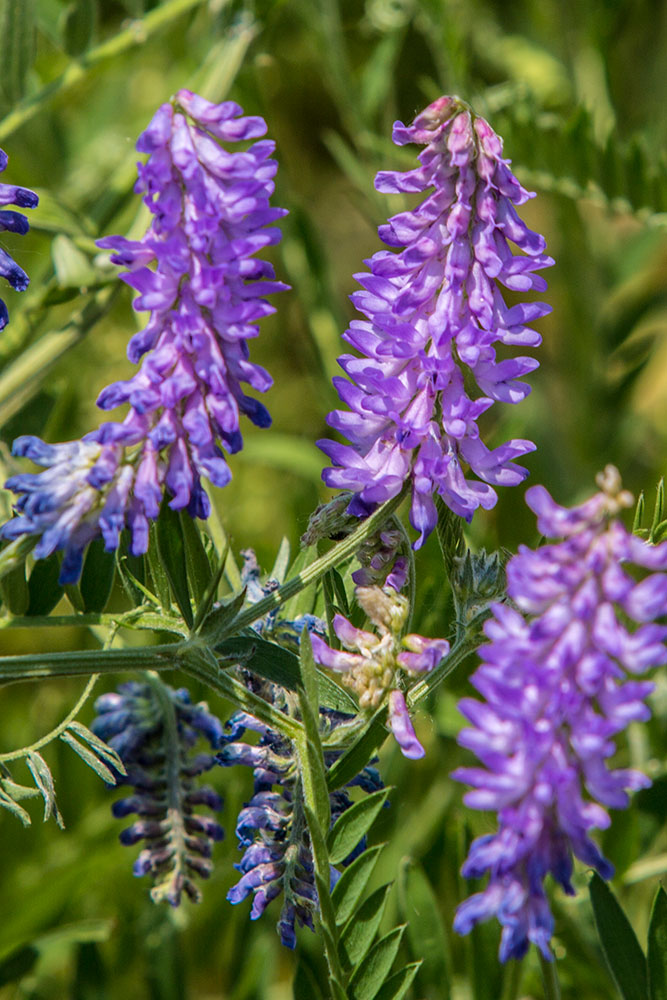 Image of Vicia cracca specimen.