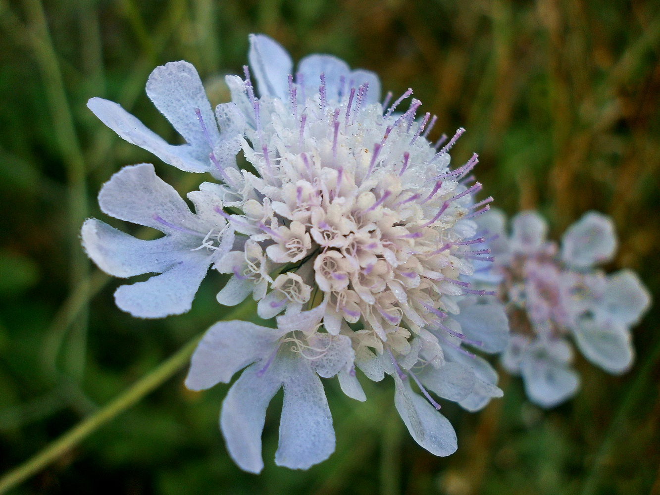 Изображение особи Scabiosa columbaria.