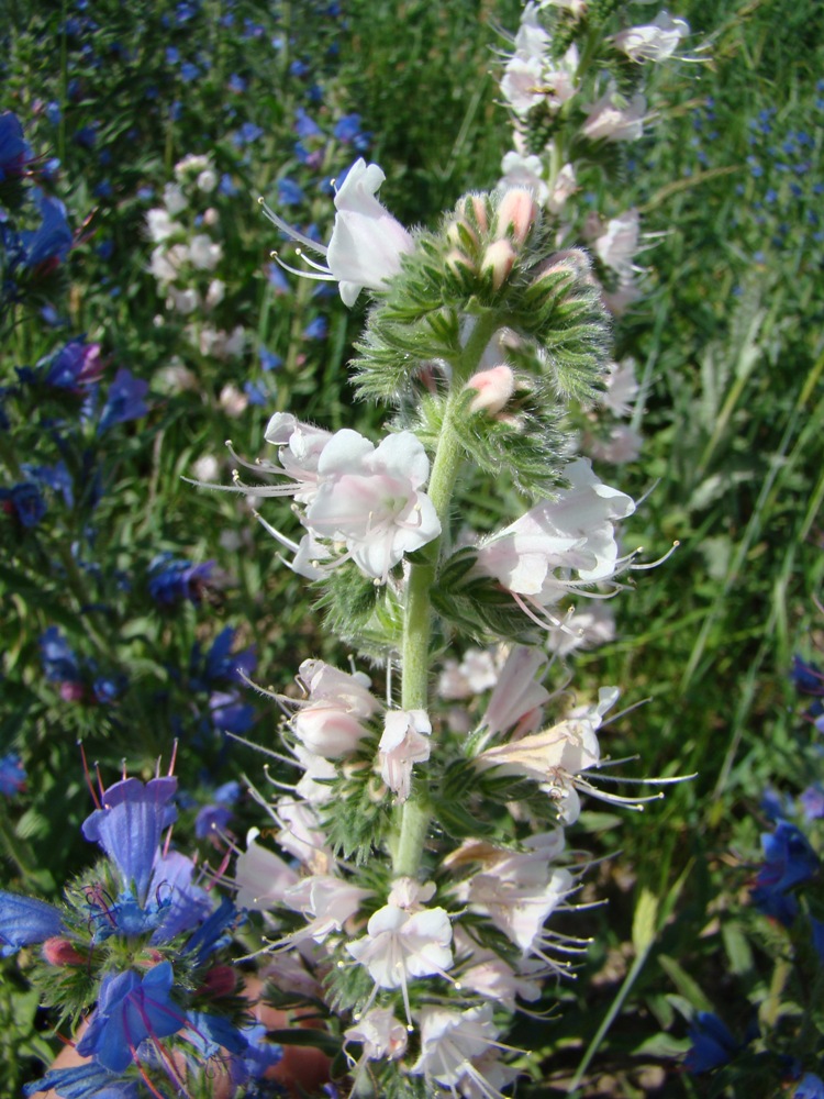 Image of Echium vulgare specimen.