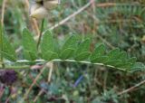 Astragalus cicer