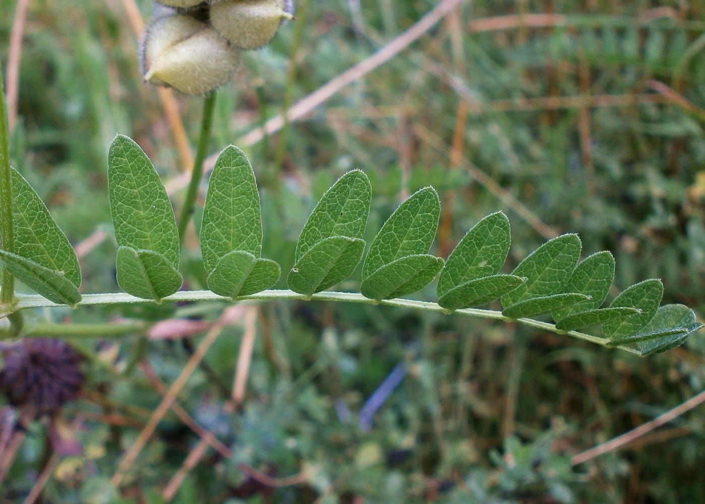 Image of Astragalus cicer specimen.