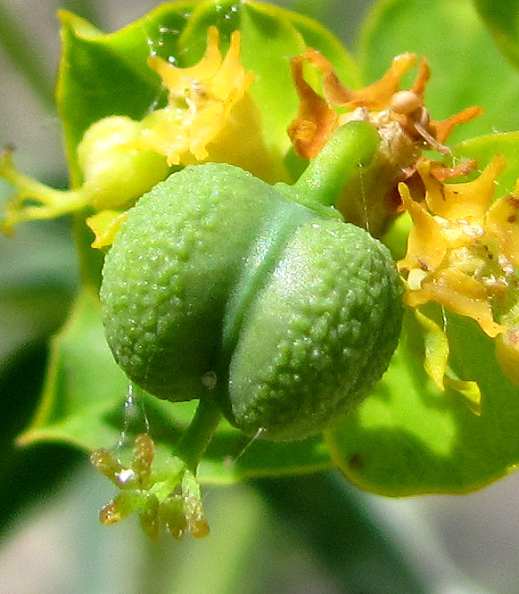 Изображение особи Euphorbia virgata.