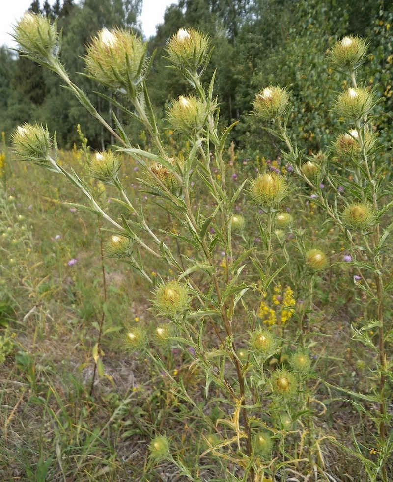 Image of Carlina biebersteinii specimen.