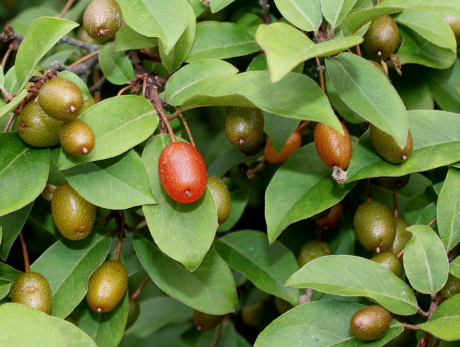 Image of Elaeagnus multiflora specimen.