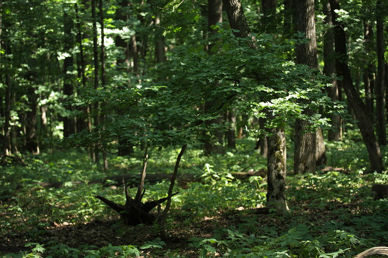 Image of Acer campestre specimen.