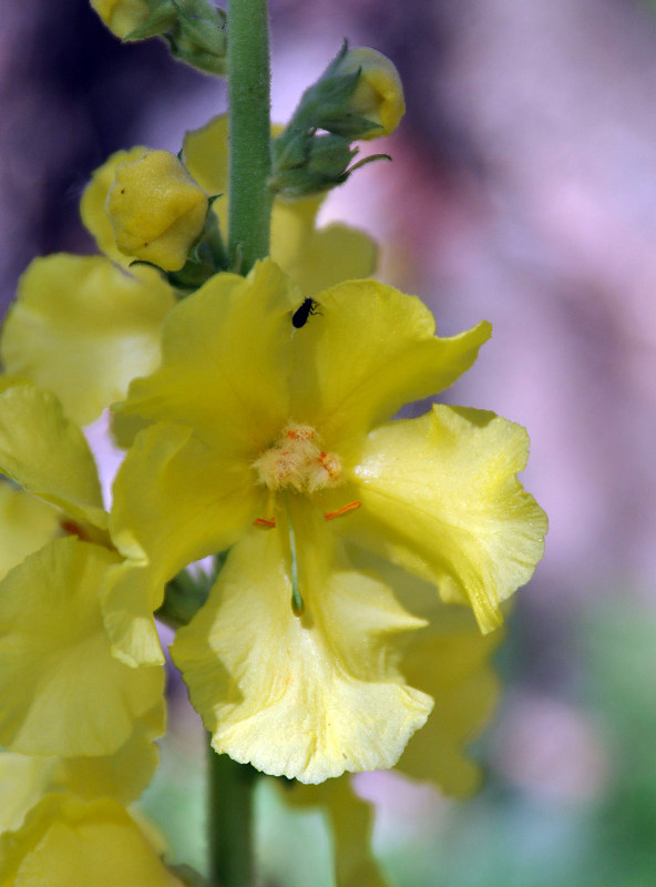 Изображение особи Verbascum phlomoides.