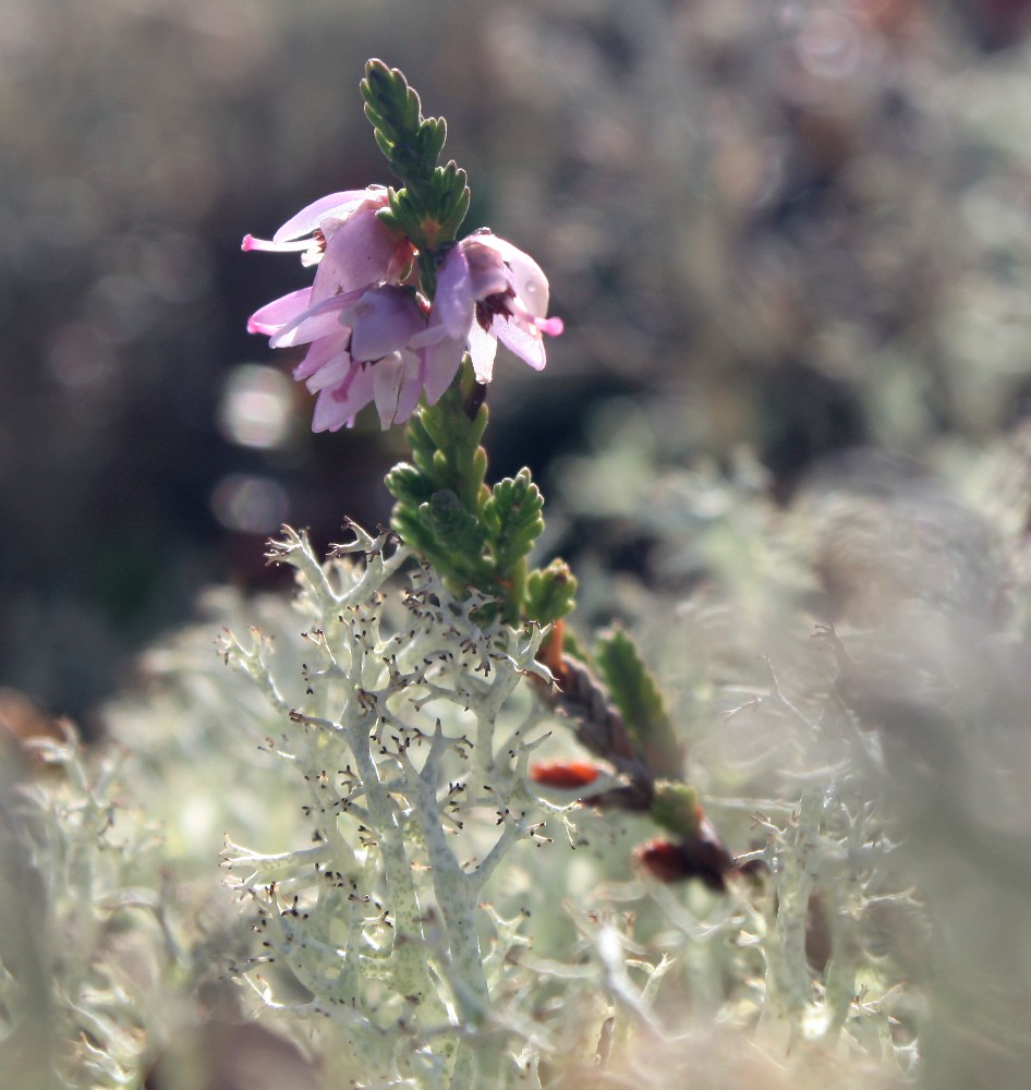 Изображение особи Calluna vulgaris.