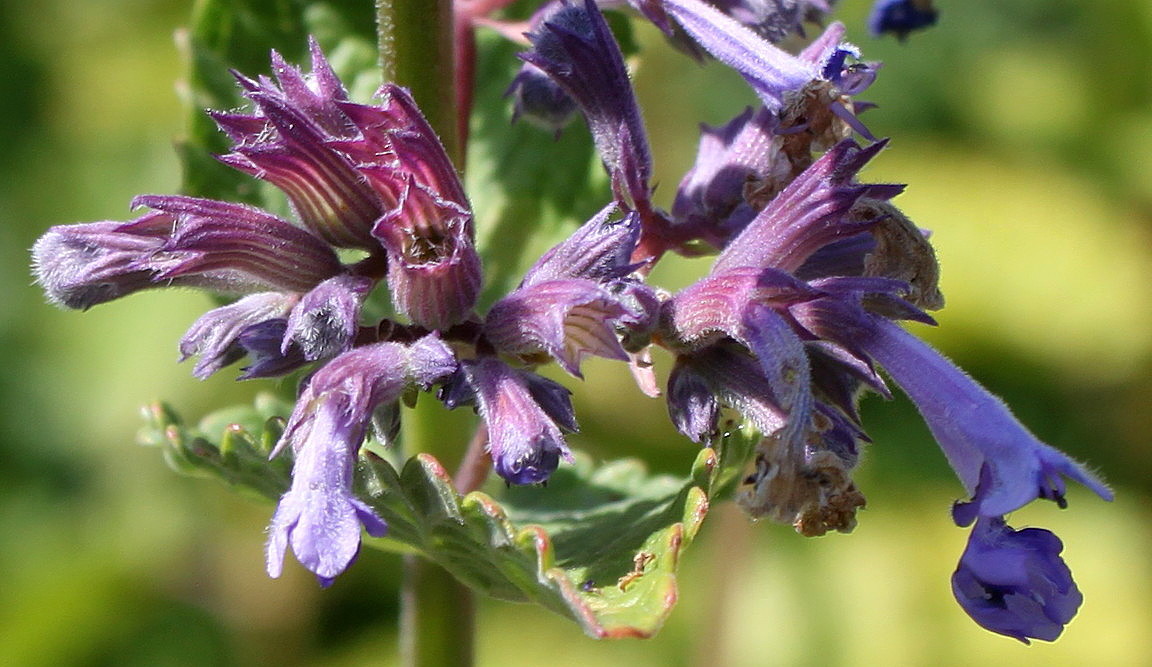 Image of Nepeta grandiflora specimen.