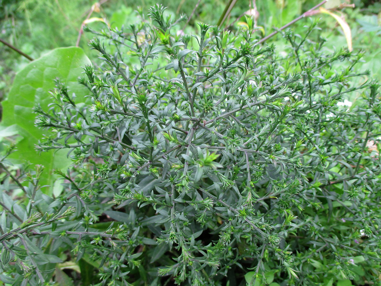 Image of Symphyotrichum &times; versicolor specimen.