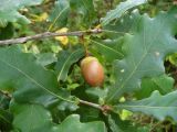 Quercus robur