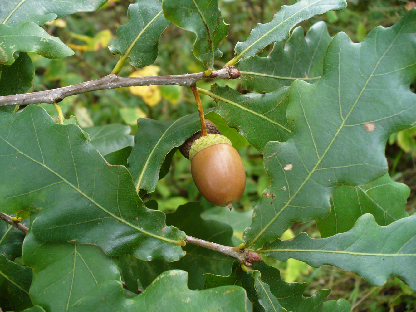 Image of Quercus robur specimen.