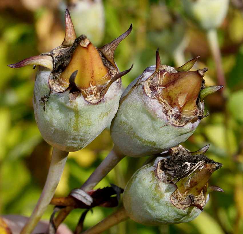 Изображение особи Platycodon grandiflorus.