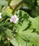 Geranium sibiricum