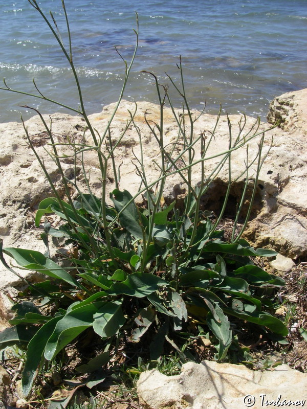 Image of Limonium scoparium specimen.