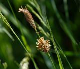 Carex hirta. Соцветие. Московская обл., Раменский р-н, окр. ж.-д. платформы Хрипань, просека под ЛЭП. 01.06.2014.