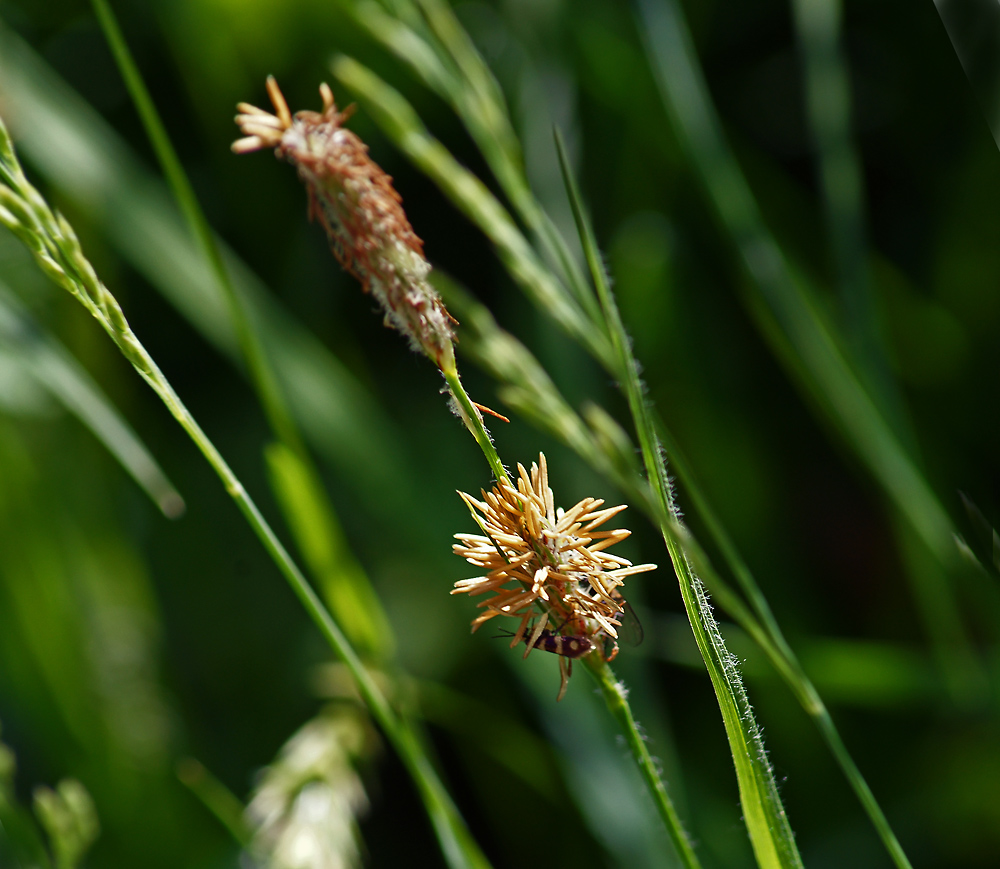 Изображение особи Carex hirta.