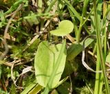 Primula nutans