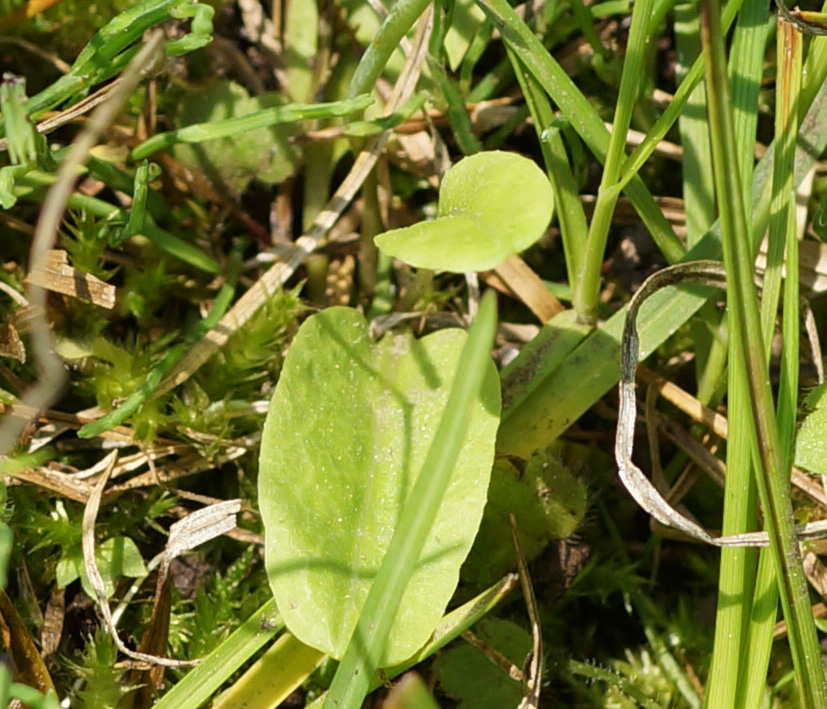 Изображение особи Primula nutans.