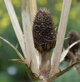 Eryngium monocephalum. Высохшее соплодие. Германия, г. Крефельд, Ботанический сад. 06.09.2014.