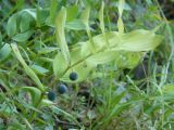 Polygonatum odoratum. Плодоносящее растение. Крым, Ялта, ущелье Уч-Кош. 05.08.2009.