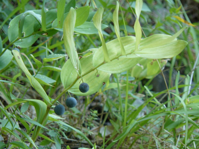 Image of Polygonatum odoratum specimen.