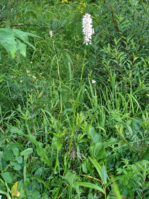 Изображение особи Bistorta officinalis.