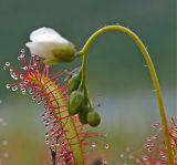 Drosera anglica