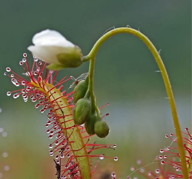 Image of Drosera anglica specimen.