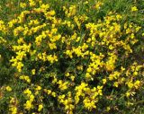 Lotus corniculatus. Цветущие растения на придорожной луговине. Нидерланды, провинция Гронинген, национальный парк Lauwersmeer. Июнь 2006 г.