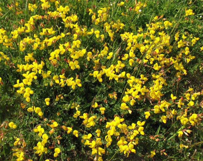 Изображение особи Lotus corniculatus.