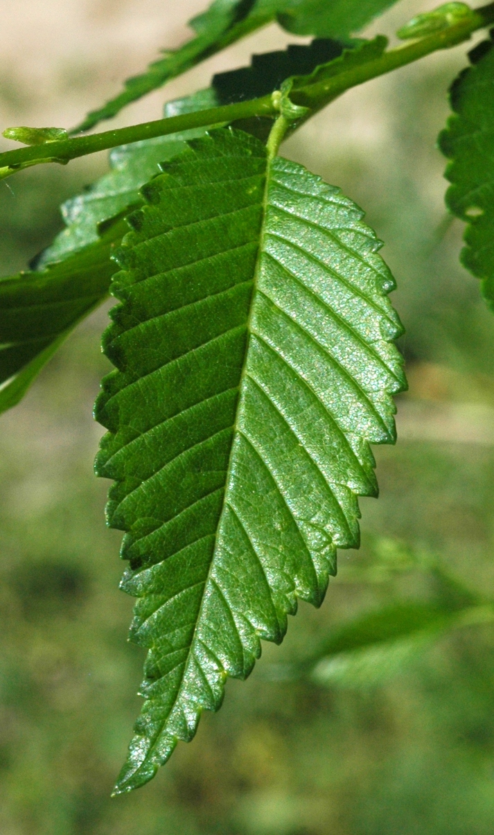 Изображение особи Ulmus pumila.