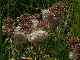 Eupatorium cannabinum. Соплодия с созревающими плодами. Киев, берег Святошинского озера. 12 сентября 2009 г.