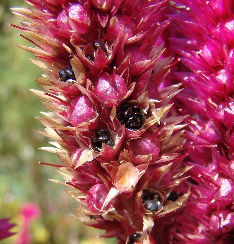 Изображение особи Celosia argentea.