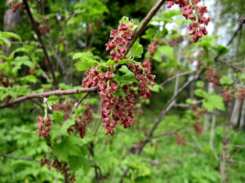 Изображение особи Ribes atropurpureum.