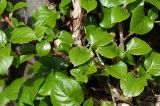 Hydrangea petiolaris. Побеги средней части растения. Московская обл., Раменский р-н, окр. дер. Хрипань, дачный участок. 18.05.2009.