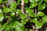 Hydrangea petiolaris