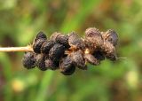 Medicago lupulina