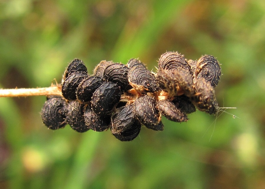 Image of Medicago lupulina specimen.