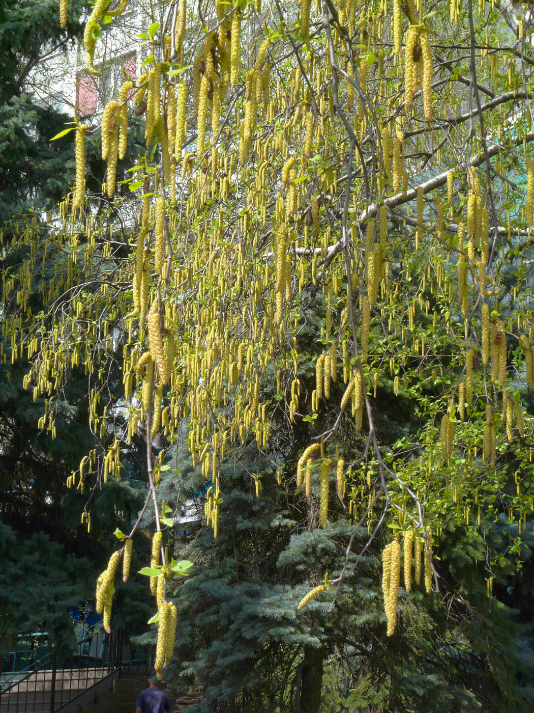 Image of genus Betula specimen.