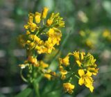 Barbarea vulgaris. Верхушка цветущего растения. Московская обл., Раменский р-н, окр. дер. Хрипань, садовый участок. 20.05.2015.