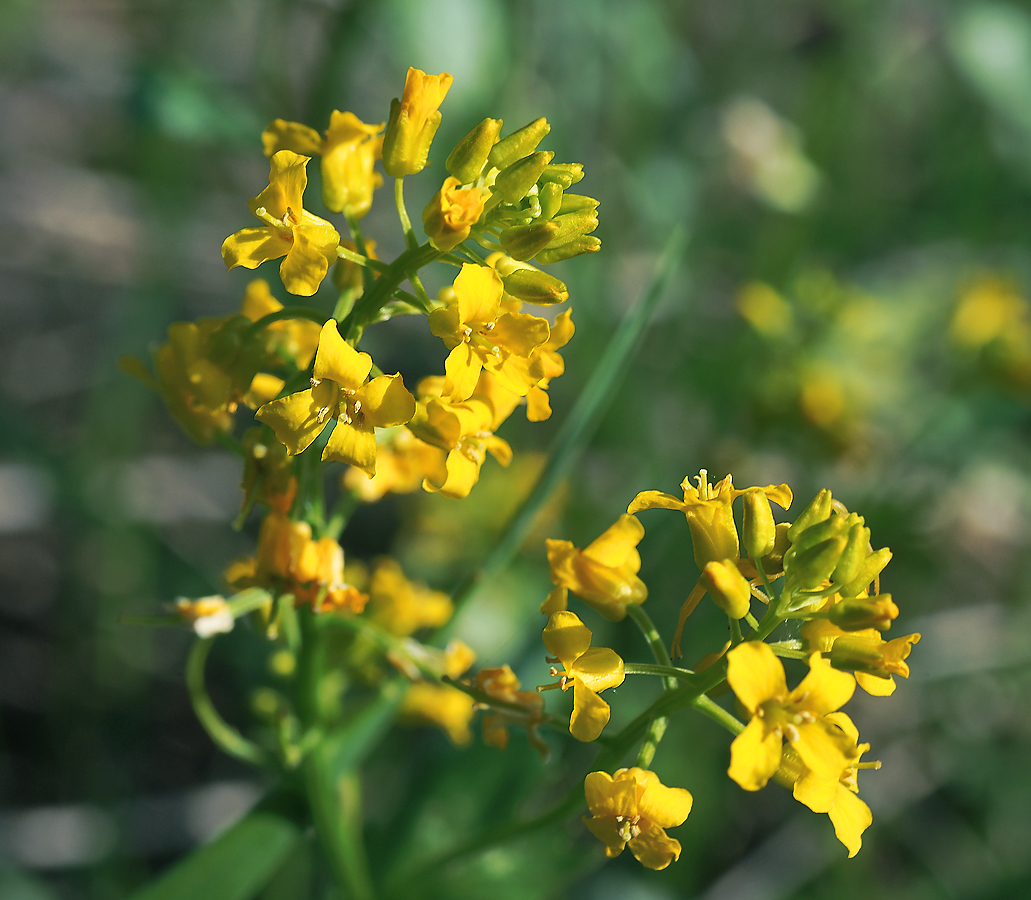 Image of Barbarea vulgaris specimen.