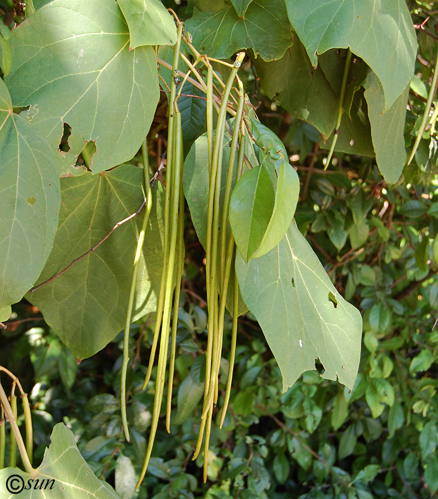 Image of Catalpa ovata specimen.