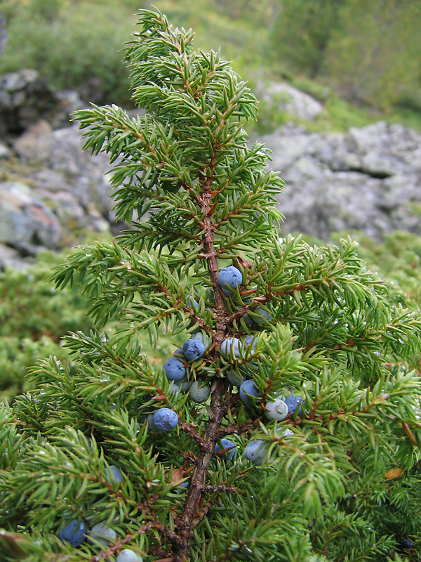 Изображение особи Juniperus sibirica.