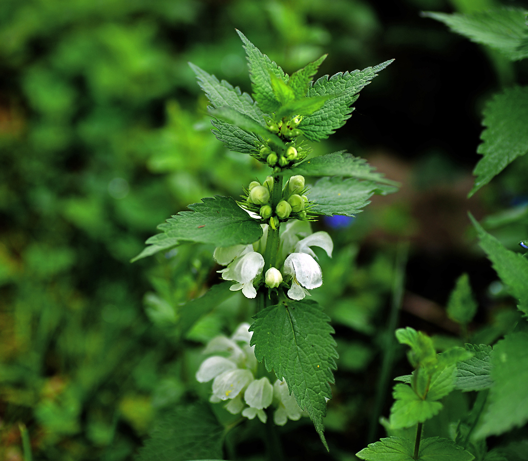 Image of Lamium album specimen.