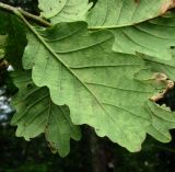 Quercus petraea. Лист (вид снизу). Краснодарский край, Сочи, окр. Адлера, лес. 29.06.2015.
